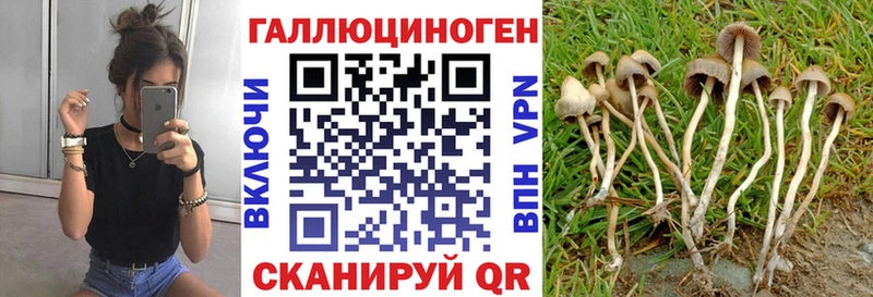 Купить Отрадное Галлюциногенные грибы Psilocybine cubensis
